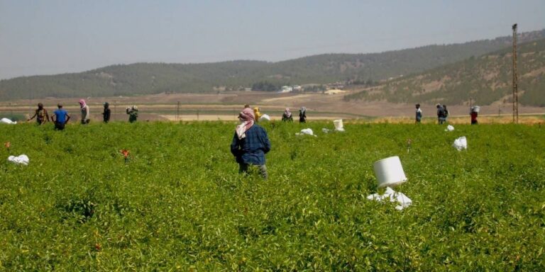 27-bin-dekar-alanda-43-bin-200-ton-rekolte-bekleniyor-ng3bdK8G.jpg